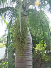 Pseudophoenix vinifera