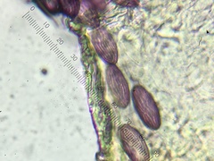 Ascobolus albidus