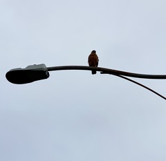 Buteo lineatus