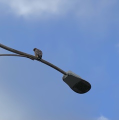 Buteo lineatus