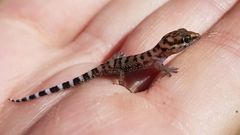 Pachydactylus weberi