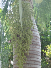 Pseudophoenix vinifera