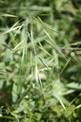 Bromus rigidus