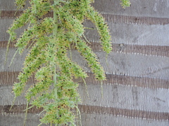 Pseudophoenix vinifera