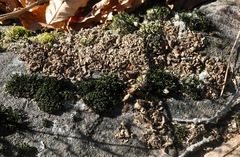 Dermatocarpon intestiniforme