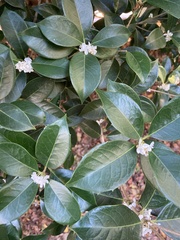 Osmanthus heterophyllus