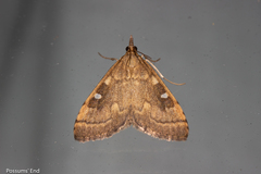 Mnesictena marmarina