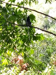 Trachypithecus selangorensis