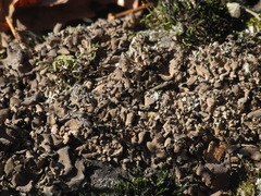 Dermatocarpon intestiniforme