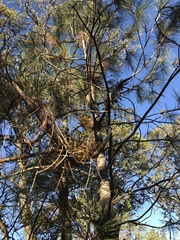 Arceuthobium occidentale