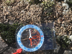 Dermatocarpon intestiniforme