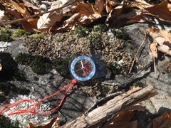 Dermatocarpon intestiniforme