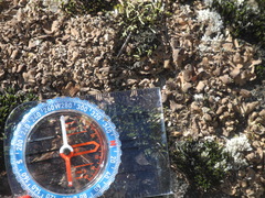 Dermatocarpon intestiniforme