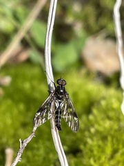 Athericidae
