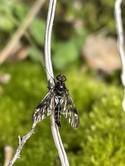Athericidae