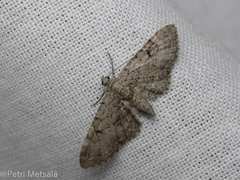 Eupithecia pimpinellata