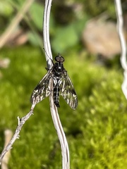 Athericidae