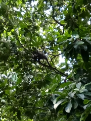 Trachypithecus selangorensis