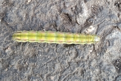 Heliothis peltigera