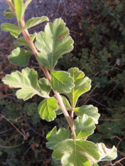 Rhus aromatica pilosissima