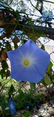 Ipomoea tricolor