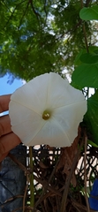 Ipomoea tricolor