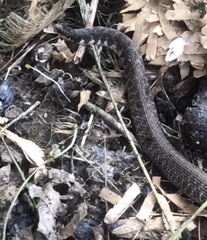 Clonophis kirtlandii