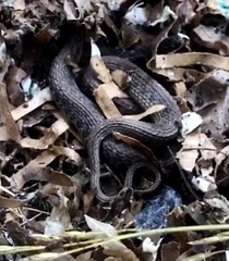 Clonophis kirtlandii