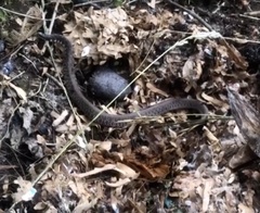 Clonophis kirtlandii
