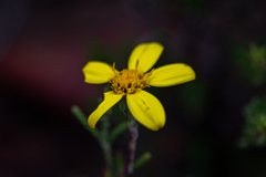 Osteospermum aciphyllum