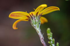 Osteospermum aciphyllum