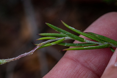 Osteospermum aciphyllum