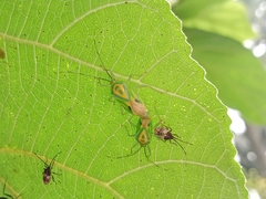 Urolabida histrionica