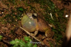 Pristimantis taeniatus