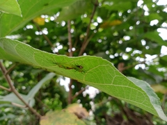 Urolabida histrionica