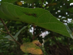 Urolabida histrionica