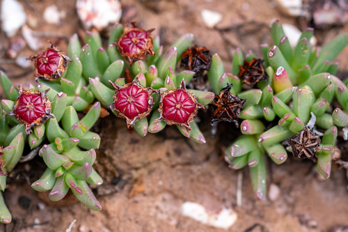 Acrodon parvifolius (Acrodon parvifolius)