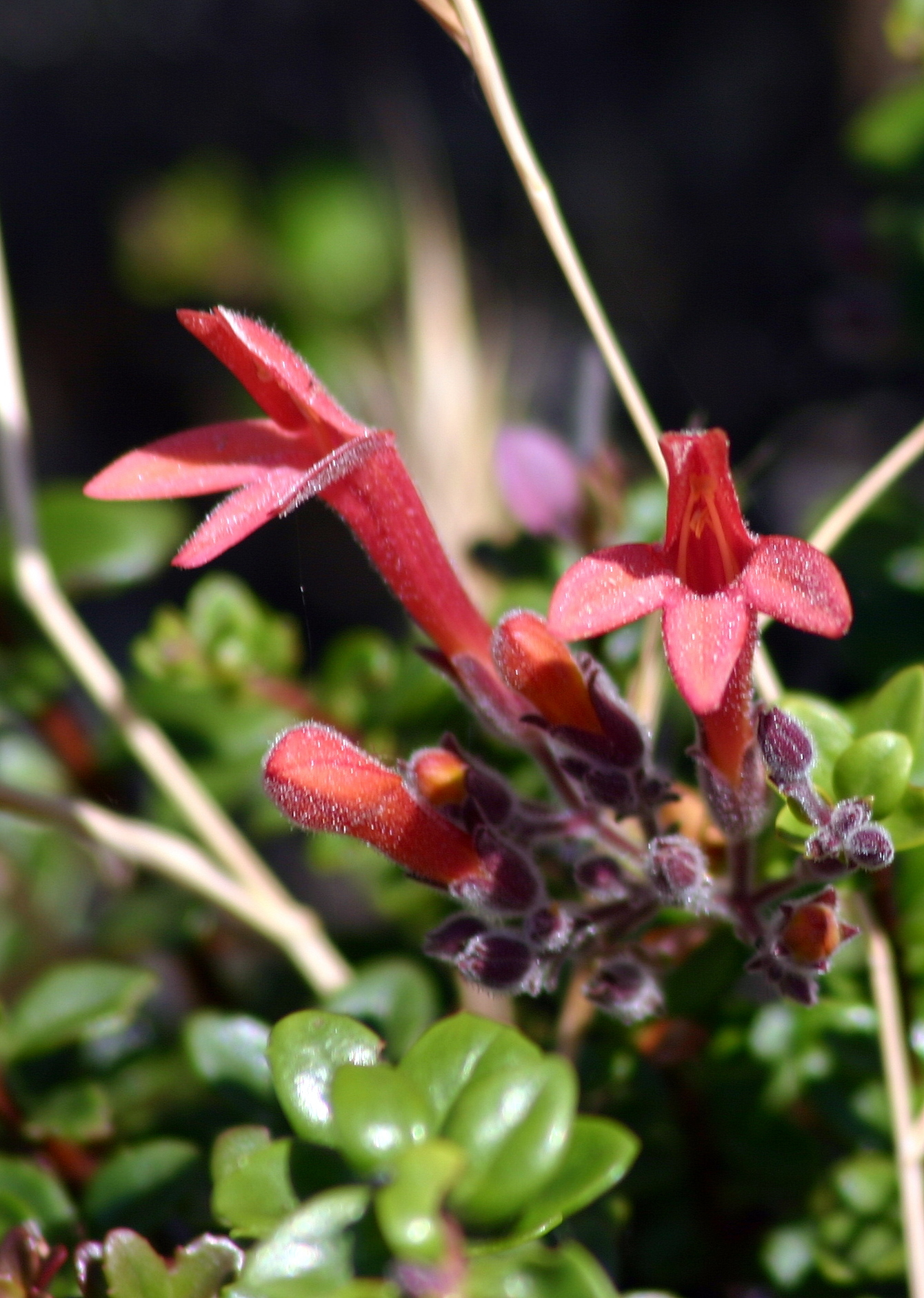 Keckiella corymbosa
