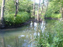 Impatiens glandulifera