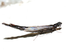 Atractocerus brasiliensis