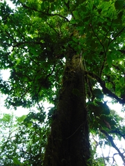 Apeiba tibourbou