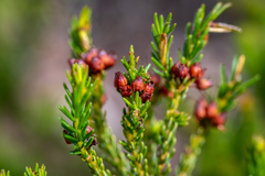 Erica ustulescens