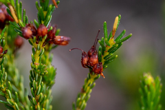 Erica ustulescens
