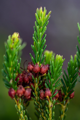 Erica ustulescens