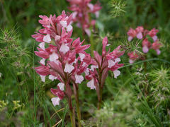Anacamptis papilionacea papilionacea