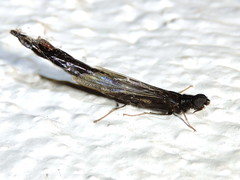 Atractocerus brasiliensis