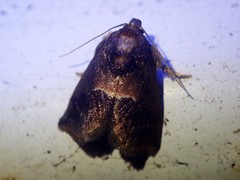 Trichogyia semifascia