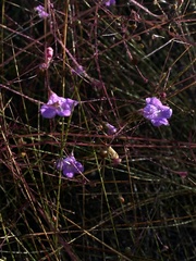 Agalinis divaricata