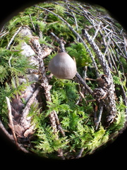 Mycena plumipes
