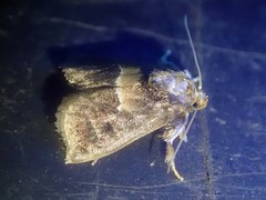 Trichogyia semifascia